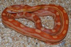 Medium Albino Motley Cornsnakes
