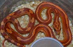 Small Hypo Motley Cornsnakes