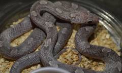 Small Plasma Cornsnakes