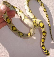 Baby Mandarin Ratsnakes