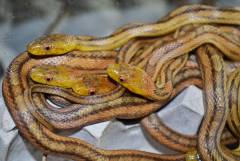 Baby Yellow Ratsnakes