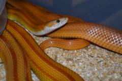 Adult Goldish-Brown Striped Cornsnakes