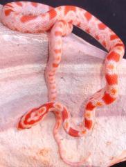 Baby Fluorescent Orange Cornsnakes