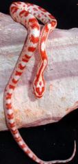 Baby Candy Cane Cornsnakes