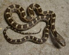 Baby Texas Ratsnakes