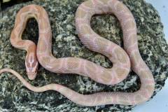 Baby Coral Snow Cornsnakes