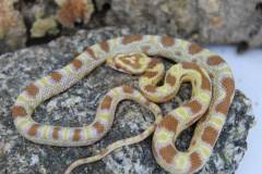 Baby Butter Cornsnakes