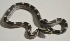 Baby Black Motley Cornsnakes