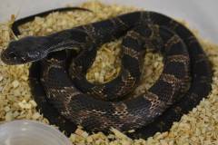 Small Texas Ratsnakes