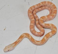 Baby Albino Black Ratsnakes