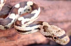 Baby Black Ratsnakes
