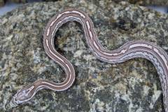 Baby Ghost Tessera Cornsnakes