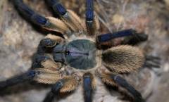Socotra Island Blue Baboon Spiderlings