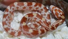Baby Sulfur Cornsnakes
