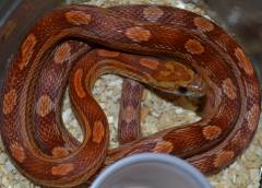 Small Motley Okeetee Cornsnakes