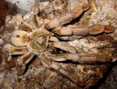 Trinidad Chevron Spiderlings
