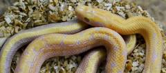 Baby Albino Chinese Beauty Snake missing eye