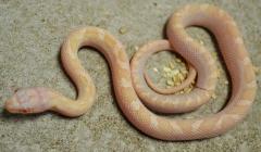 Baby Albino Licorice Ratsnakes