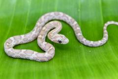Baby Lavender Cornsnakes