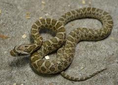 Baby Great Plains Ratsnakes