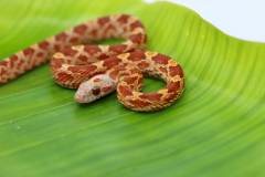 Baby Hypo Blood Red Cornsnakes