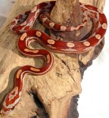 Baby Hypo Motley Cornsnakes
