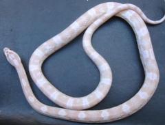 Small Snow Cornsnakes