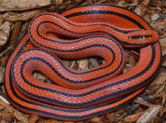 Baby Thai Bamboo Ratsnakes