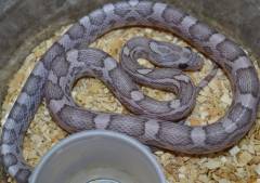 Small Ghost Lavender Cornsnakes
