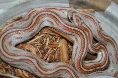 Medium Striped Okeetee Cornsnakes