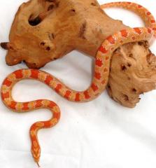 Medium Albino Cornsnakes