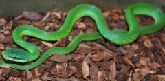 Baby Green Bush Ratsnakes