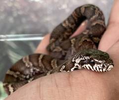 Baby Russian Ratsnakes