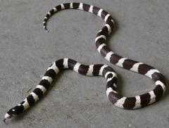 Adult Black & White Banded California Kingsnakes
