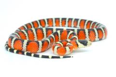 Baby Arizona Mountain Kingsnakes