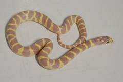 Baby Lavender Aberrant California Kingsnakes