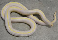 Adult Albino Striped California Kingsnakes