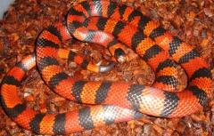 Adult Tangerine Honduran Milksnakes