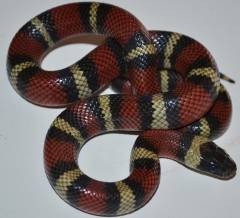 Baby Thayeri Kingsnakes x Nelsons Milksnakes