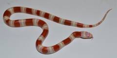 Baby Albino Thayeri x Nelsons Milksnakes