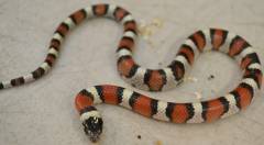 Baby Central Plains Milksnakes