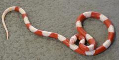Small Albino Sinaloan Milksnakes