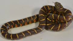 Baby Jelly Florida Kingsnakes