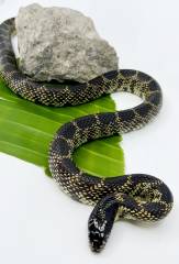 Adult Desert Kingsnakes