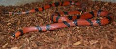 Adult Honduran Milksnakes