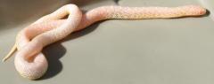 Baby Albino Speckled Kingsnakes