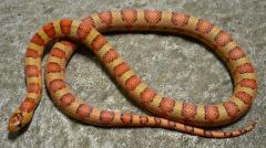 Small Variable Kingsnakes