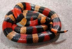 Sub Adult Pueblan Milksnakes