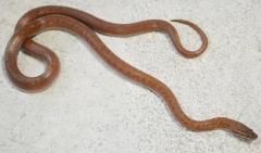 Sub Adult Dotted House Snakes