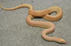 Small Albino Southern Pinesnakes